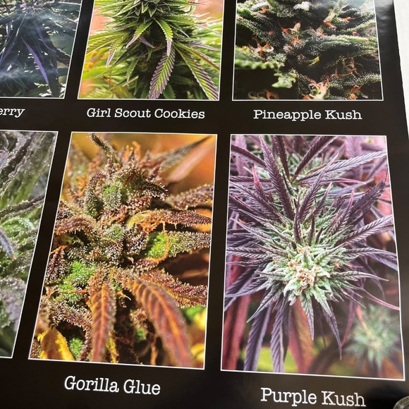 Americas Most Wanted Cannabis Large Wall Poster College Collection 24x36 inch - Picture 6 of 6